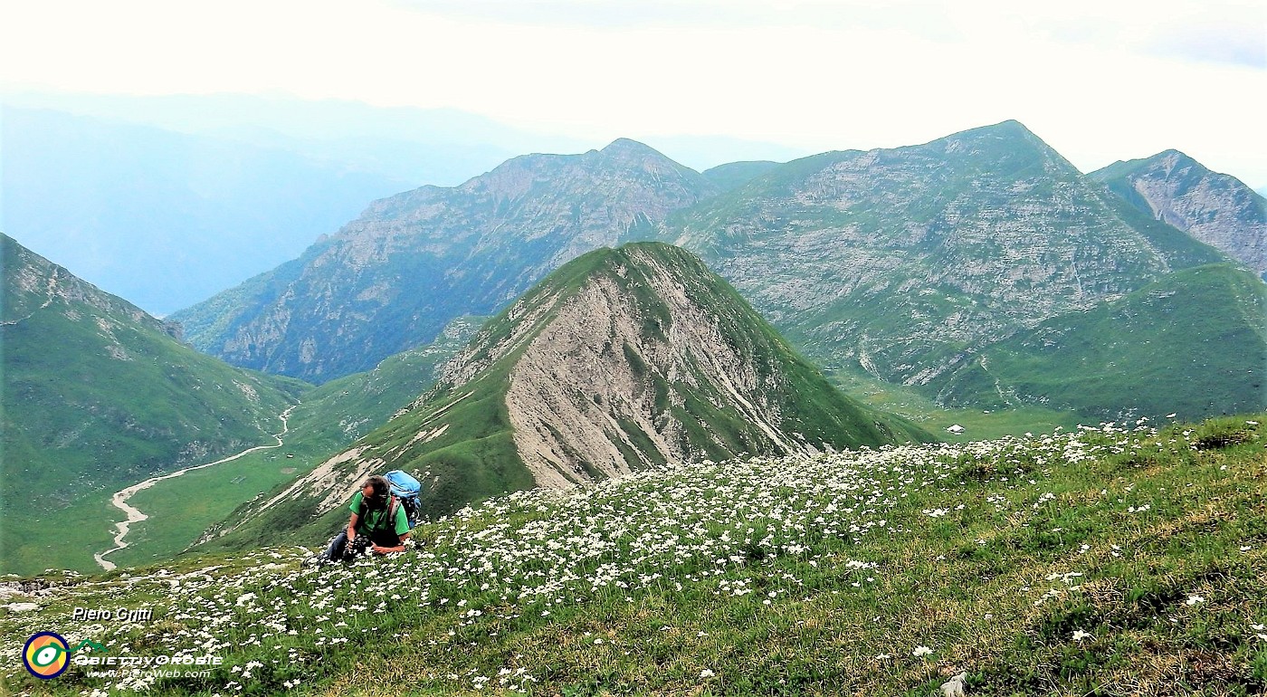 43 Tra distese fiorite di anemoni narcissini vista sulla Cima degli Agnelli e verso Fioppazzi-Grem-Golla.jpg